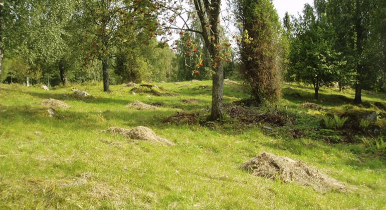 Glest trädbevuxen gräsmark med nyslaget hö i högar