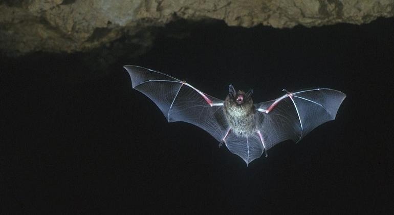 En mustaschfladdermus som flyger inne i en grotta med utfällda vingar.