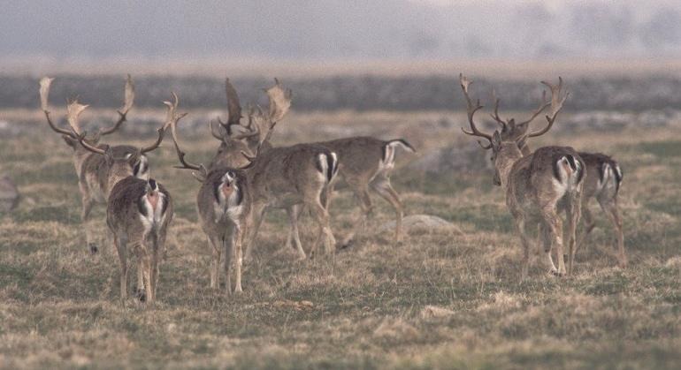 Sju stycken dovhjortar med stora horn som går på de öppna markerna i Ottenby.