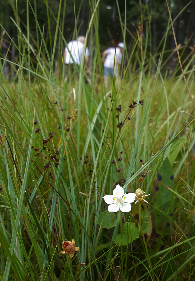 En vit blomma sticker fram mellan höga grässtrån (slåtter). I bakgrunden syns två personer som sköter ängen.