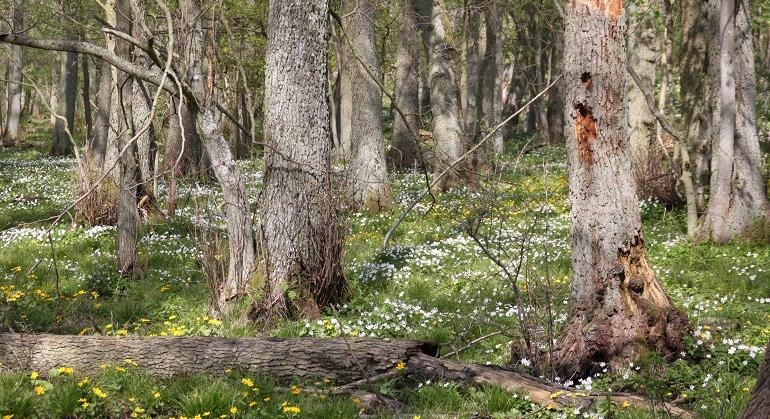 En halvöppen ädellövskog med död ved och blommande vitsippor i svalört som färgar marken vit, gul och grön.