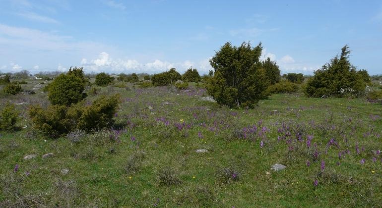 Alvarmark med enar och fullt med blommande lila orkidéer och ensstaka gullvivor.