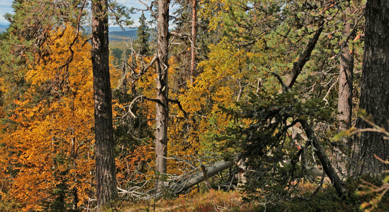 Bilden visar Låjssas gammelskog på berget Auvakkovaara. Foto: Länsstyrelsen Norrbotten