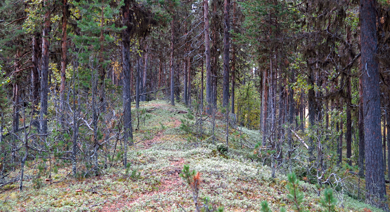 Bilden visar en lättgången tallås. Foto: Länsstyrelsen Norrbotten