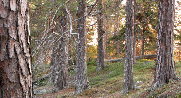 Bilden visar gammal tallskog på hedmark. Foto: Länsstyrelsen Norrbotten