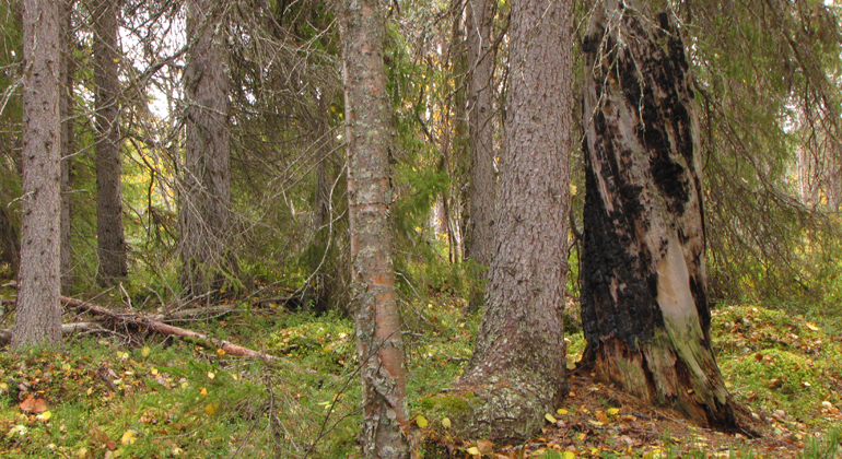 Bilden visar en granstubbe som blivit svedd av tidigare bränder och blivit till svart kol. Foto: Länsstyrelsen Norrbotten