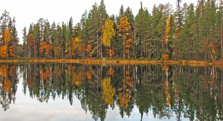 Bilden visar en skog i höstskrud som speglar sig i sjöns vatten. Foto: Länsstyrelsen Norrbotten