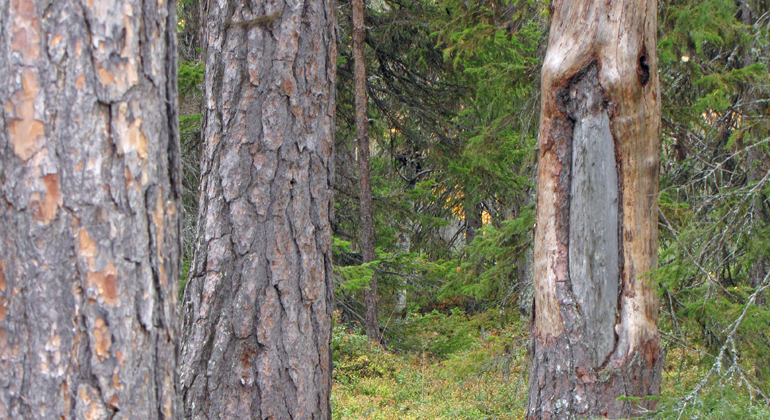 Bilden visar en samisk barktäkt som visar sig som ett ärr i tallens stam. Foto Länsstyrelsen Norrbotten