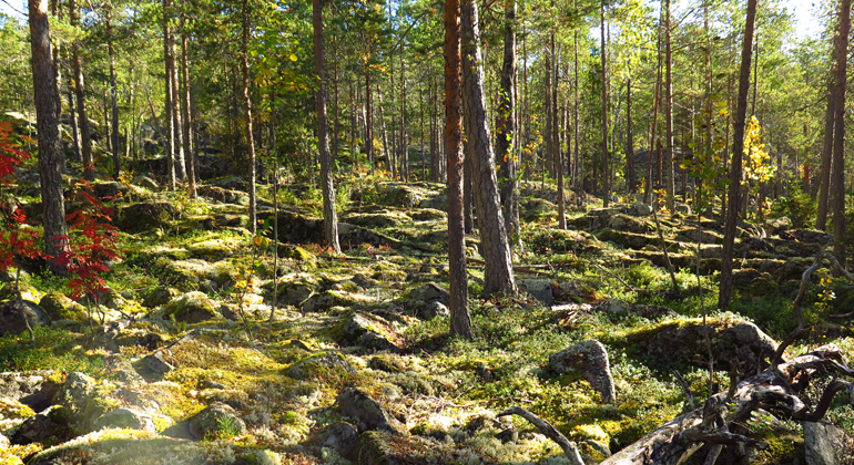 Bilden visar en stenig skogsmark med mestadels tallar och en del lövträd. Foto: Länsstyrelsen Norrbotten