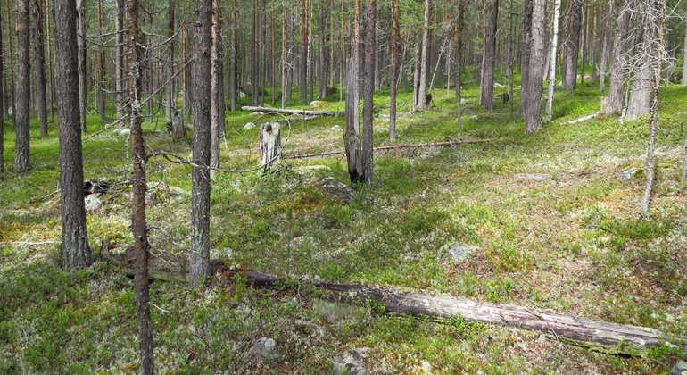 Bilden visar smala tallar i ungefär samma ålder som växt upp efter brand, så kallad stavatallskog. Foto: Länsstyrelsen Norrbotten