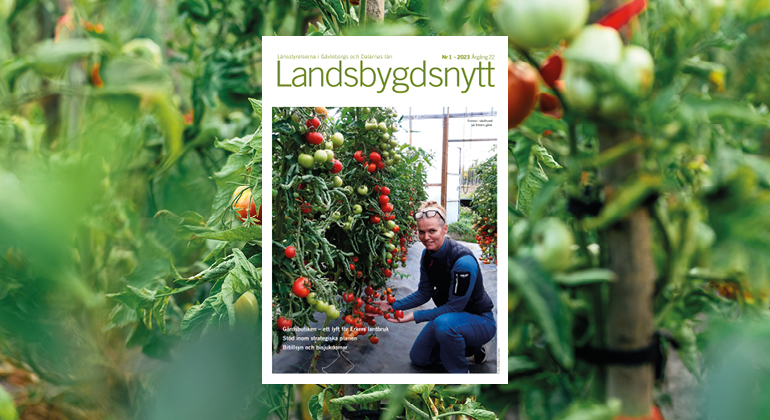 Omslaget till Landsbyggdsnytt är inklistrat på en bakgrund med tomater. På omslafet sitter en kvinna på huk vid en stor tomatodling. 