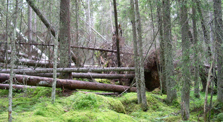 En barrskog där många av träden ligger fallna huller om buller.