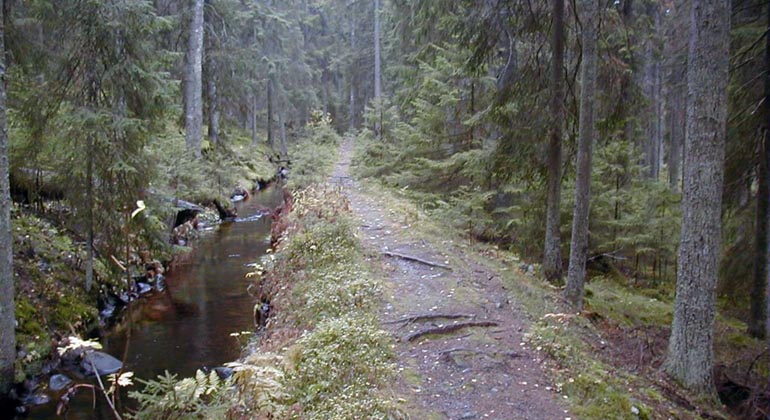 Kanal med stig på vallbanken intill som leder genom barrskog