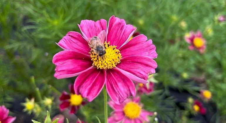 Rosa blomma och bi i närbild.