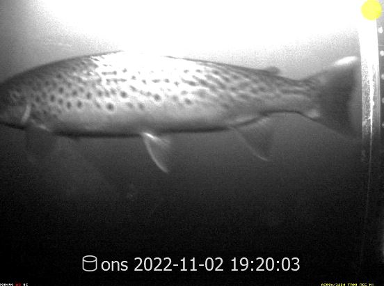 Fisk med svarta prickar fotograferad av undervattenskamera, svartvit bild.