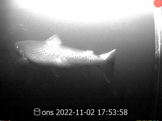 Fisk fotograferad av undervattenskamera, svartvit bild.