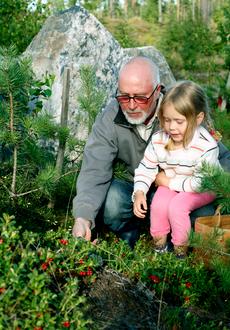 grandfather and little granddaughter collecting lingonberries in the forest