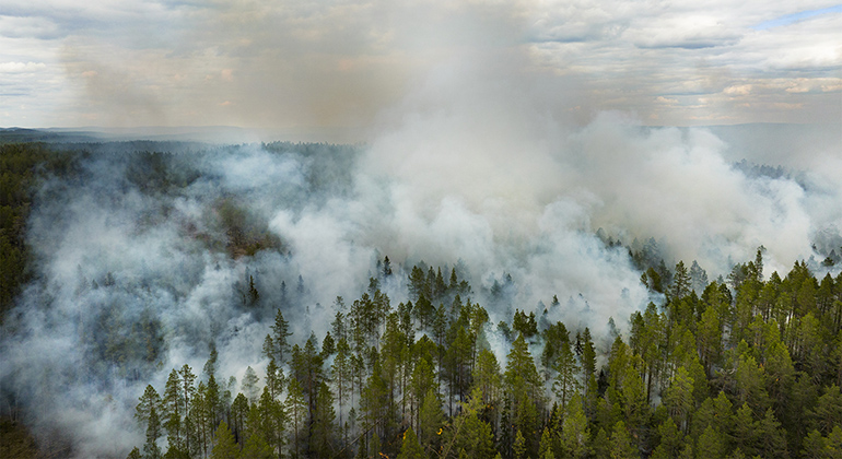Granskog från ovan fylld av tjock grå brandrök