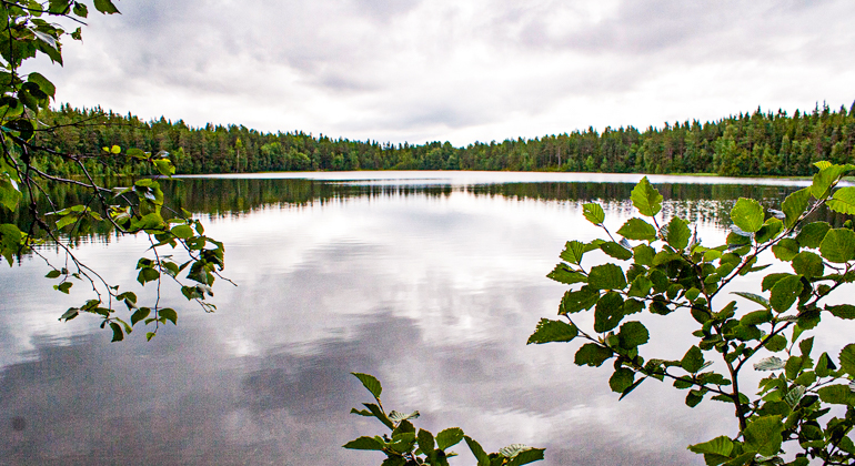 Foto av en sjö med skog omkring.