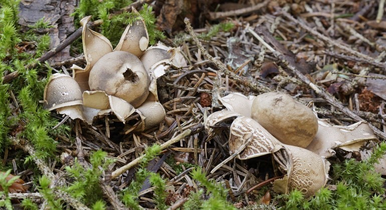 Två ljusbruna flikiga svampar.