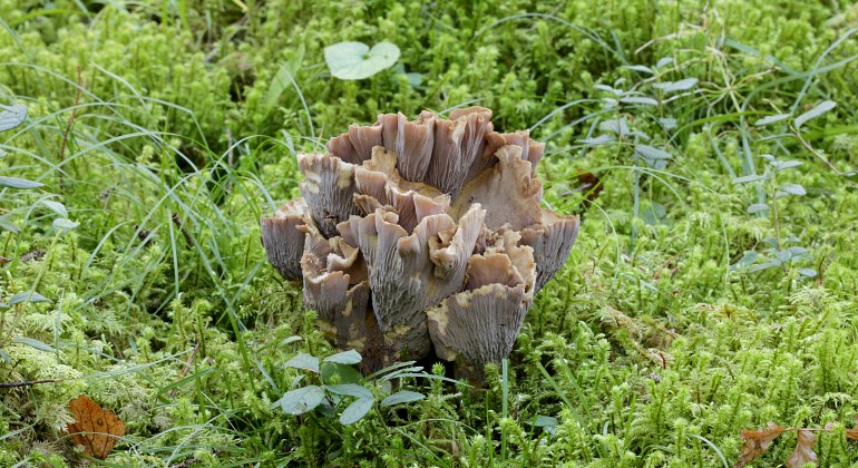 En gråbrun svamp som växer i mossa.