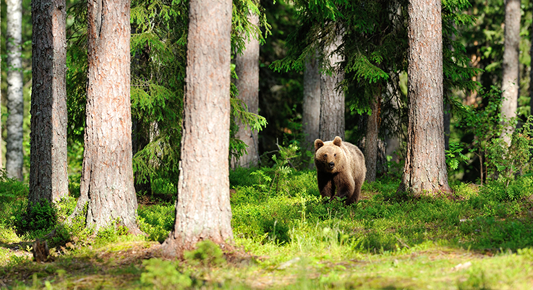 Björn som rör sig i ett skogslandskap