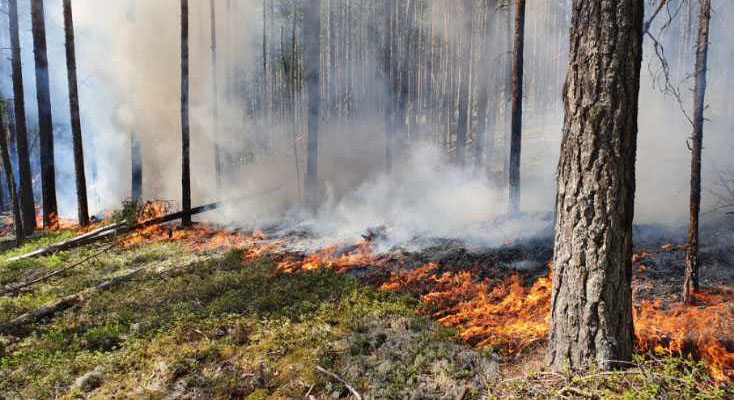skog som brinner vid en planerad naturvårdsbränning