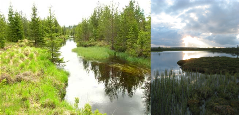 Vattendrag och sjö med omgivande skog