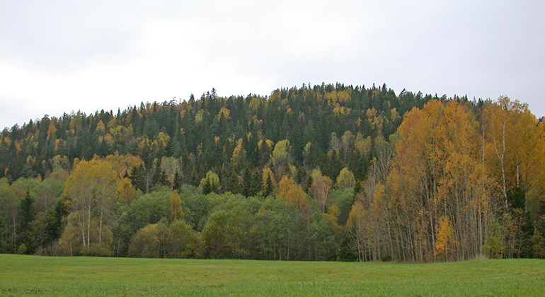 Nordbyberget på hösten.