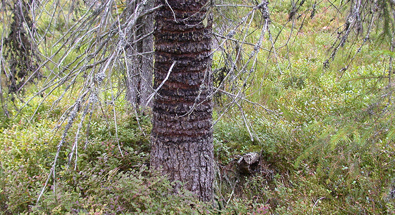 När en tretåig hackspett hackar i ett träd bildas täta ringar i barken.