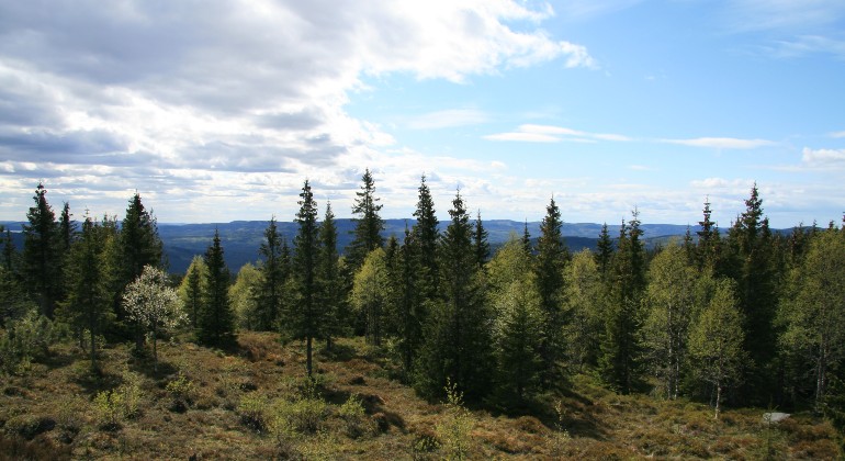 Utsikt från toppen av Storberget.