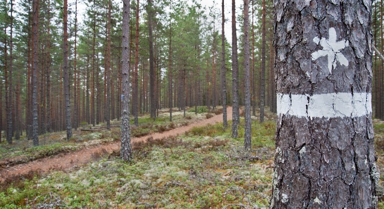 Tall målad med vit rand och vit stjärna som visar naturreservatsgränsen. I bakgrunden syns en vandringsled.