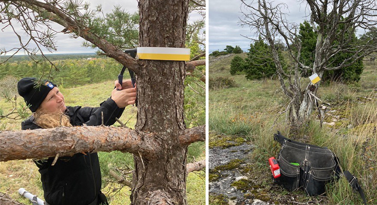 Bilden är ett montage av två bilder. Den vänstra föreställer en kvinna som monterar upp ett märkband för vandringsled runt ett träd med hjälp av en slags tång. I den högra bilden syns en verktygsväska framför en stolpe med en ledmarkering på.