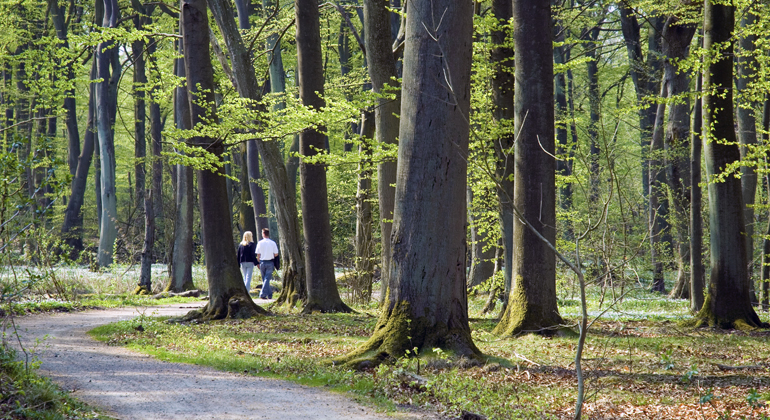 Promenadstråk i Väla skog. Foto: Mostphotos