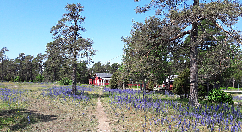 Ett öppet skogsparti med blommor i förgrunden. I bakgrunden syns en röd träbyggnad.