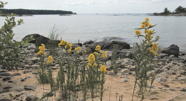 Blommande strandlysing
(Lysimachia vulgaris) på Tunnöarna. Foto: Gunnar Lagerkvist