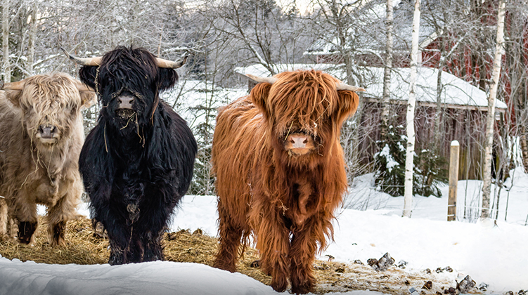 Tre kossor av rasen highland cattle tittar under lugg in i kameran. Det är vinter och det ligger snö på marken. 