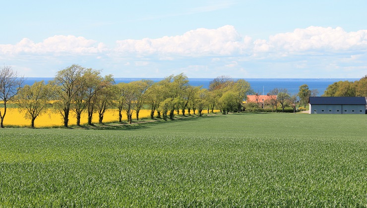 I förgrunden spirar säden grön på ett fält. Bakom en allé som leder ner till en gård lyser rapsfältet gult. I horisonten syns Kalmarsund under en blå himmel med stora vita stackmoln.