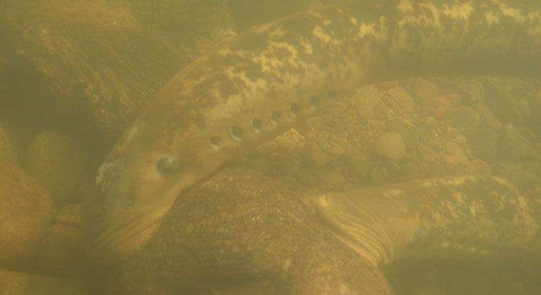 Undervattensbild på havsnejonöga som är en av fiskarna som lever i Örekilsälven. Foto: Länsstyrelsen Västra Götaland
