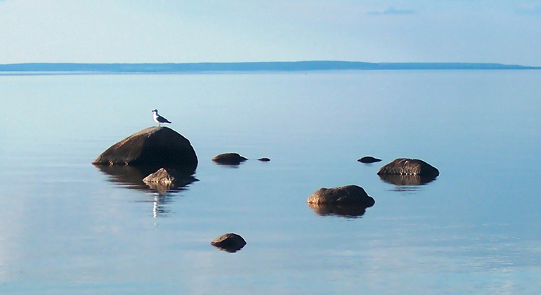 En mås står på en sten ute i vattnet.