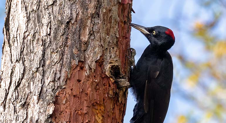 Svart fågel med röd fläck på huvudet sitter på trädstam