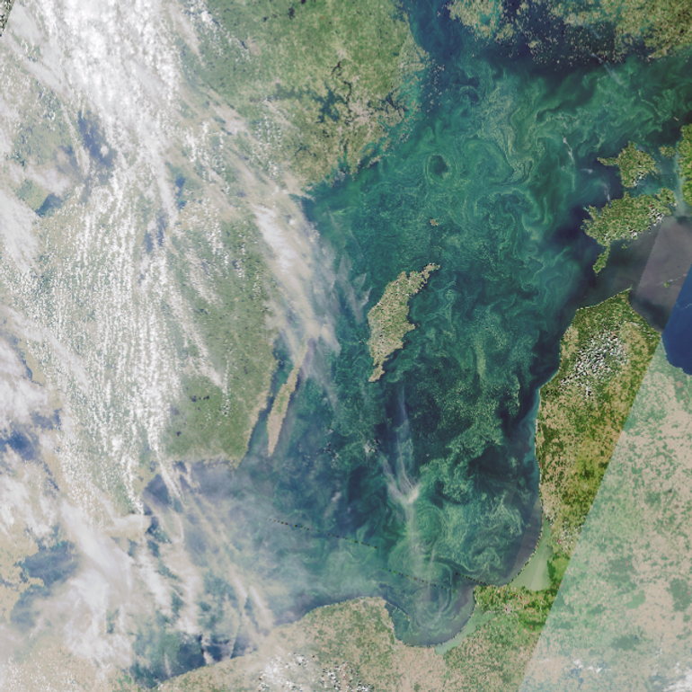 Satellitbild av ytansamlingar av cyanobakterier.