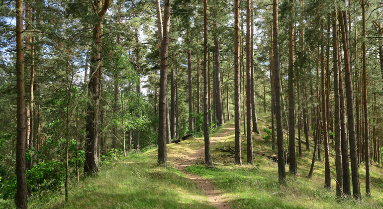 Stig genom tallskog. Foto: Mats Sjöberg