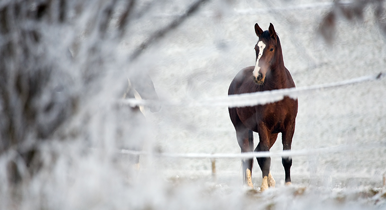 Häst i hage med naturen i vinterskrud