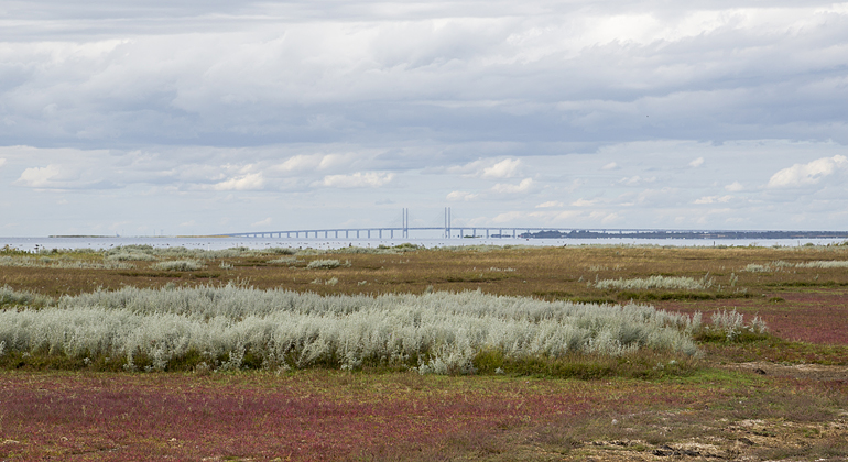 Från Vellinge ängar har man utsikt mot Öresundsbron. Foto: Alex Regnér