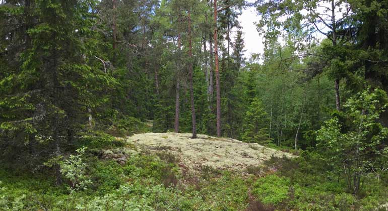 Blandskog, bärris och vita lavar i Vattmorabergets naturreservat. Foto: Länsstyrelsen