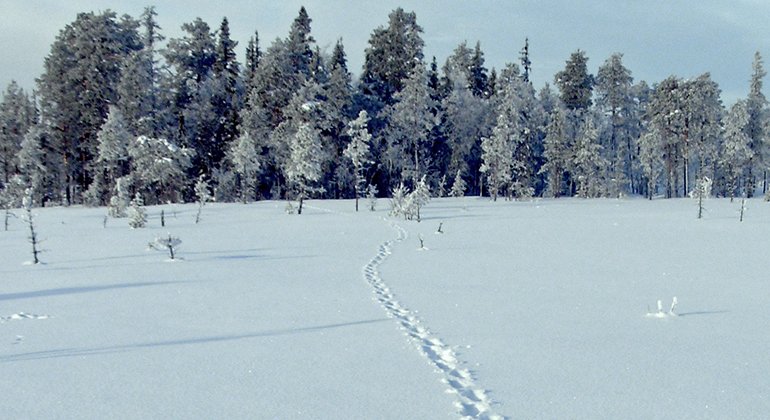 Ett snöigt landskap med skog i bakgrunden där ett lodjur har gått och lämnat avtryck efter sig i snön.