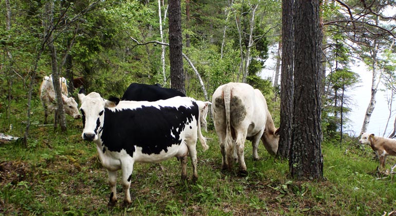 Kor på bete i skogsmiljö