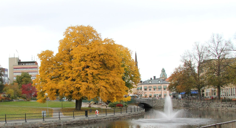 Ett stort yvigt träd i en stadspark, vid en å med en fontän som sprutar vatten.