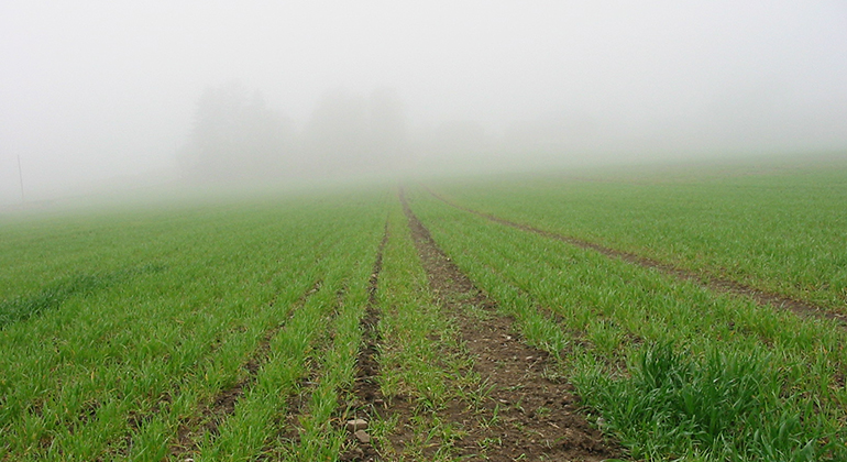 Ett fält med gröda i dimman. Foto: Kajsa Lycke